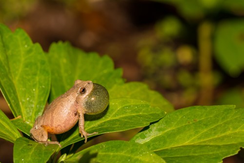 A small frog perched on a green leaf, inflating its vocal sac in a natural setting.