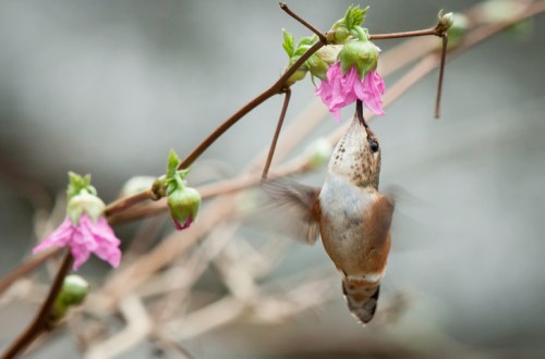 A hummingbird hovering near pink flowers, sipping nectar from a blossom on a slender branch.