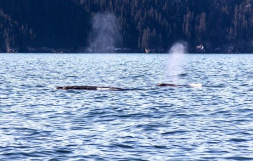 Two whales surface in calm water, exhaling misty spouts against a backdrop of forested hills.