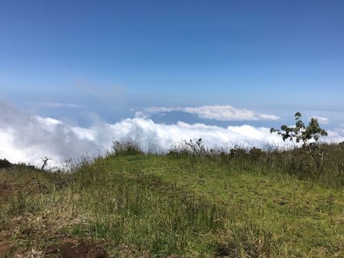 A grassy hillside overlooking a sea of clouds under a clear blue sky.