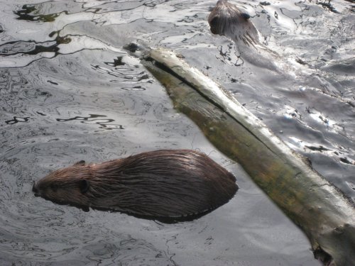 A beaver swims near a log in the water, with another animal partially visible in the background.