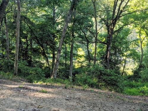 A serene forest scene with tall trees and lush greenery beside a calm body of water. Sunlight filters through the leaves.