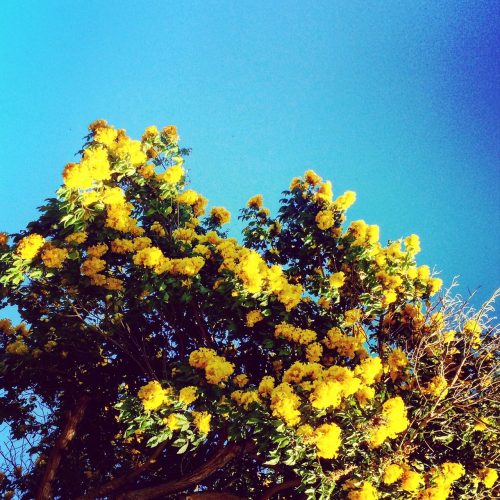 A vibrant tree with bright yellow flowers against a clear blue sky.