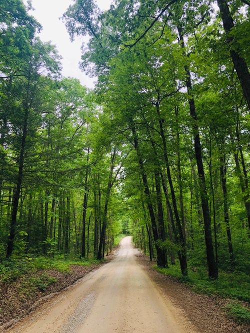 A winding dirt road surrounded by lush green trees in a serene forest setting.