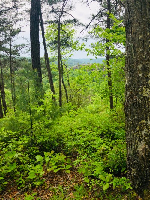 Lush green forest with tall trees and dense undergrowth, overlooking a distant hilly landscape under a cloudy sky.