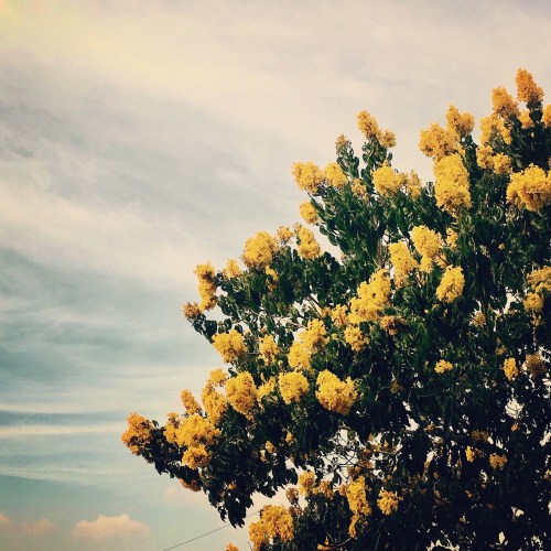 A vibrant tree with bright yellow flowers against a soft blue sky with wispy clouds.