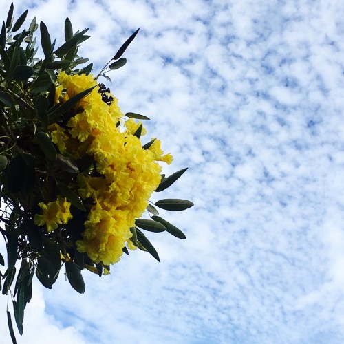 A vibrant yellow flower cluster against a backdrop of a blue sky with scattered clouds.