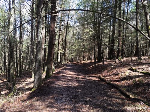 A serene forest path lined with tall trees and dappled sunlight filtering through the branches.