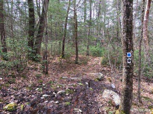 A forest trail with muddy ground, surrounded by trees and greenery, marked by blue and white trail markers on a tree.