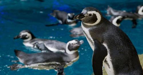 A group of penguins swimming in a blue-tinted water, with one penguin standing in the foreground.
