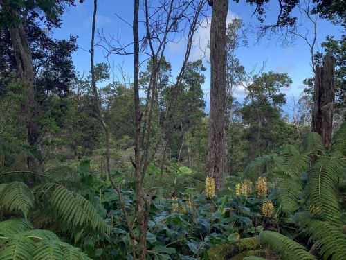 Lush green forest with tall trees and ferns, under a blue sky with scattered clouds.