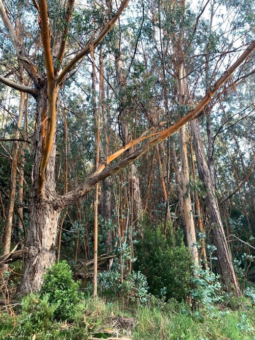 A dense forest of tall eucalyptus trees with peeling bark and lush green undergrowth.