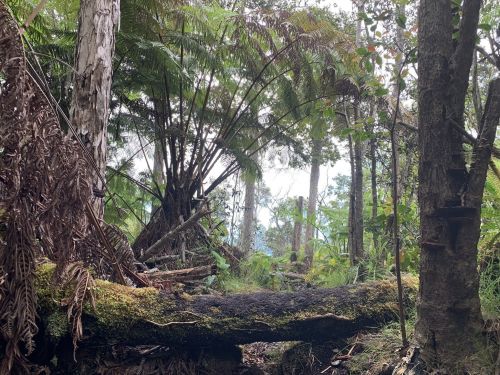 A lush forest scene with ferns, trees, and a fallen log, creating a serene, natural atmosphere.