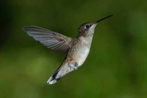 A hummingbird in mid-flight, showcasing its iridescent feathers against a blurred green background.