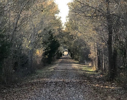 A serene dirt path lined with trees, covered in fallen leaves, leading into a softly lit distance.