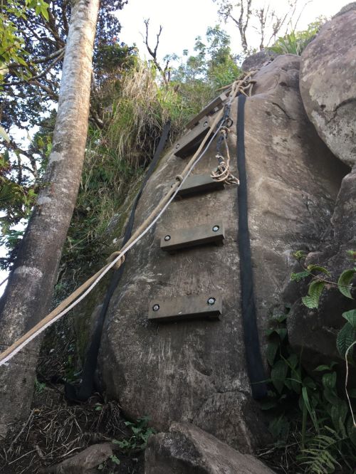 A steep rock face with a wooden ladder secured by ropes, surrounded by greenery and trees.