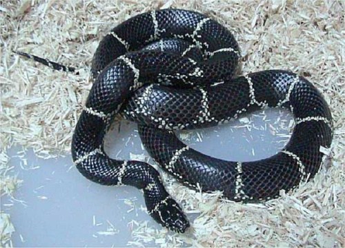 A black snake with white markings resting on a bed of wood shavings.