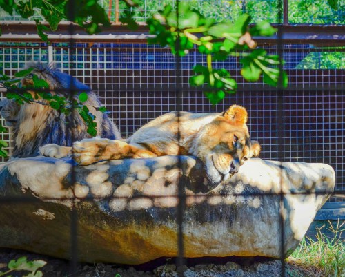 A lion rests peacefully on a rock, surrounded by greenery and a fence in a zoo setting.