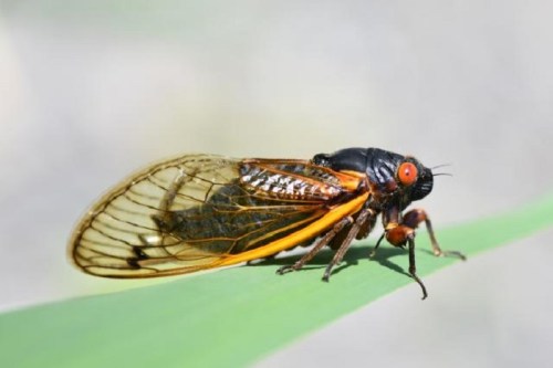 Close-up of a cicada perched on a green leaf, showcasing its detailed wings and vibrant orange markings.