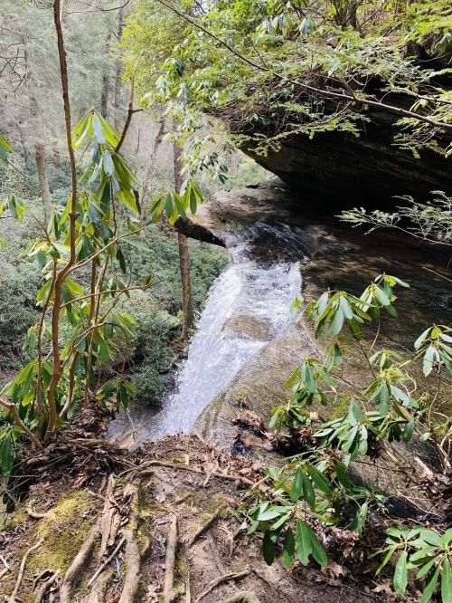 A small waterfall cascades over rocks, surrounded by lush greenery and rhododendron leaves in a serene forest setting.