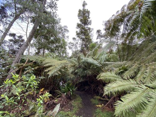 Lush green forest path surrounded by tall ferns and trees under a cloudy sky.