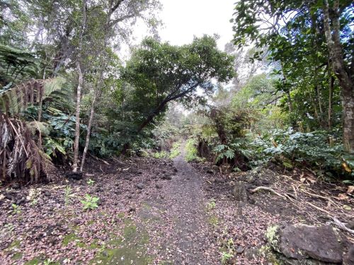 A narrow path through a lush, green forest with dense foliage and scattered rocks.