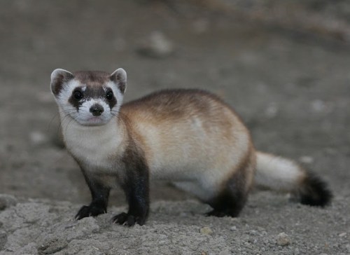 A small, brown and cream-colored ferret stands on a rocky surface, looking curiously at the viewer.