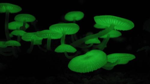 Glowing green mushrooms in a dark setting, creating a mystical and enchanting atmosphere.