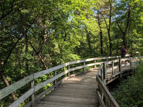 A wooden walkway winds through a lush green forest, with trees surrounding the path.