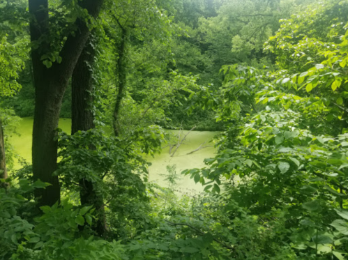 Lush green foliage surrounds a tranquil pond covered in green algae, creating a serene natural scene.