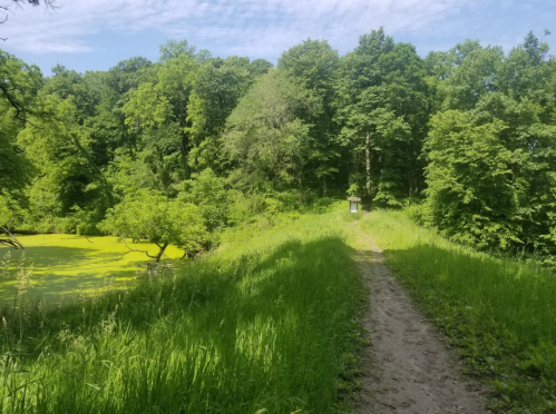 A dirt path leads through lush greenery to a pond covered in green algae, surrounded by trees under a blue sky.