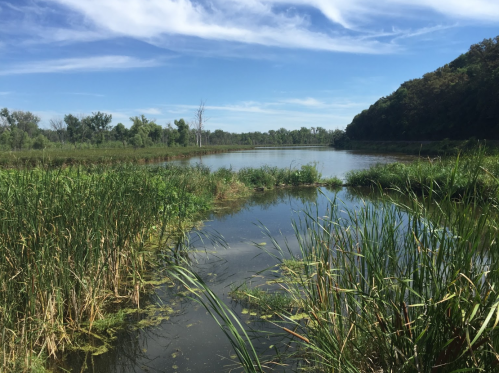 A serene wetland scene with tall grasses, calm water, and a blue sky with wispy clouds.