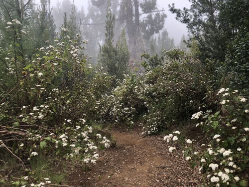 A misty forest path surrounded by lush greenery and blooming white flowers.