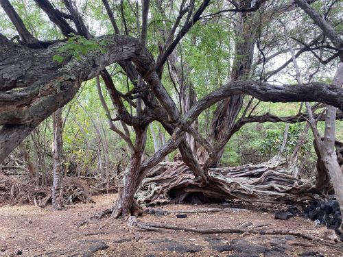 A dense forest scene featuring twisted trees and a textured ground covered in leaves and small rocks.