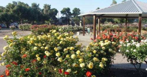 A vibrant rose garden with yellow and red blooms, featuring a gazebo in the background surrounded by greenery.