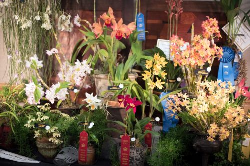 A vibrant display of various orchids in pots, featuring colorful blooms and ribbons for awards.