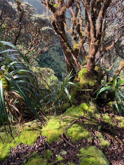 Lush green forest scene with moss-covered ground, trees, and tropical plants in a vibrant, natural setting.