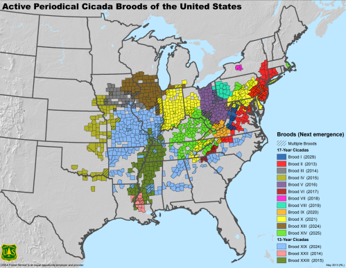 Map showing active periodical cicada broods in the U.S., highlighting 17-year and 13-year cicada emergence areas.