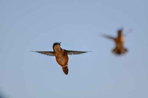 Two birds in flight against a clear blue sky, showcasing their wings and vibrant colors.