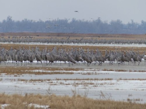 A large flock of cranes stands in a wetland area, with more birds flying in the background against a gray sky.