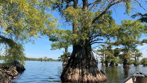 A serene view of cypress trees rising from calm waters under a clear blue sky.
