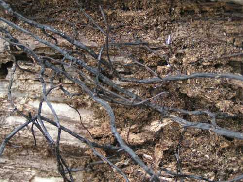 Close-up of dark, thin roots intertwined with rough, textured bark on a tree trunk.