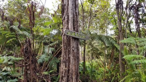 A wooden sign labeled "Jukassk" attached to a tree, surrounded by lush green ferns and tropical foliage.