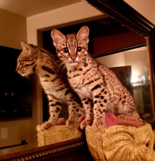 A spotted cat stands on a decorative elephant statue, gazing into a mirror reflecting its image.