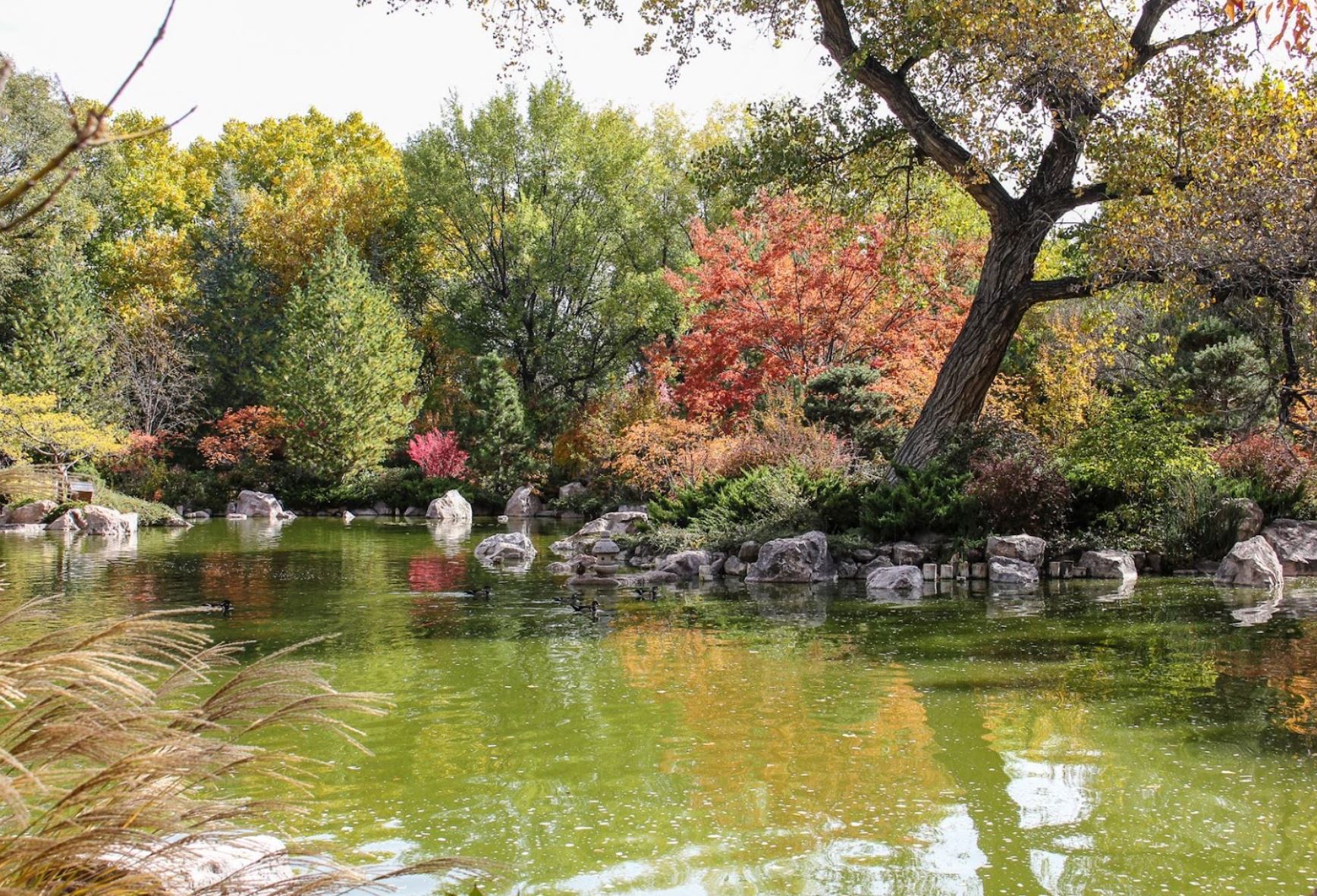 Visit The Incredible Sasebo Japanese Garden In Albuquerque, NM