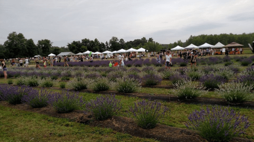 A field of blooming lavender with people walking among the rows and tents set up in the background for an event.
