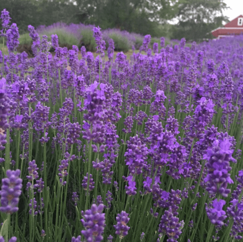 A field of vibrant purple lavender flowers in full bloom, with a hint of greenery and a red barn in the background.