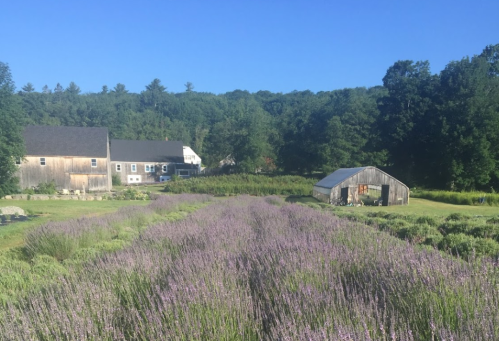A vibrant lavender field in full bloom, with a rustic house and greenhouse in the background under a clear blue sky.