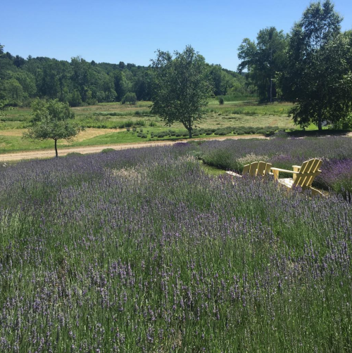 A serene lavender field with a pair of yellow chairs in the foreground, surrounded by lush greenery and blue skies.