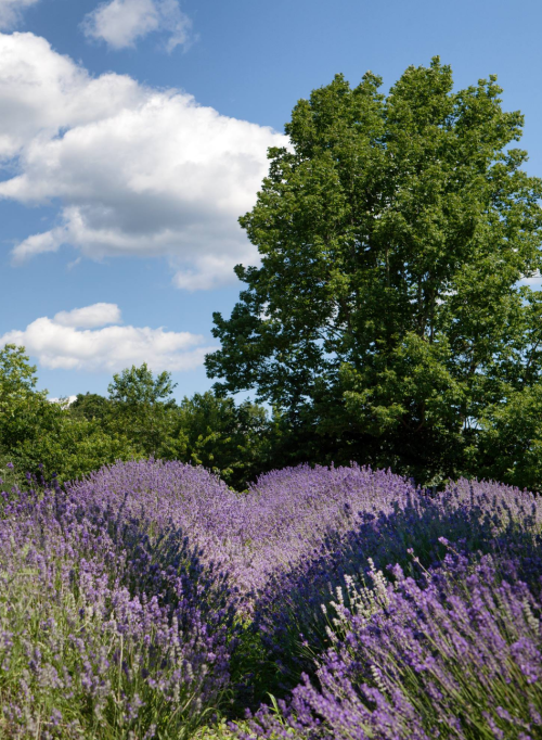 A field of vibrant lavender flowers in a heart shape, with a large tree and blue sky in the background.